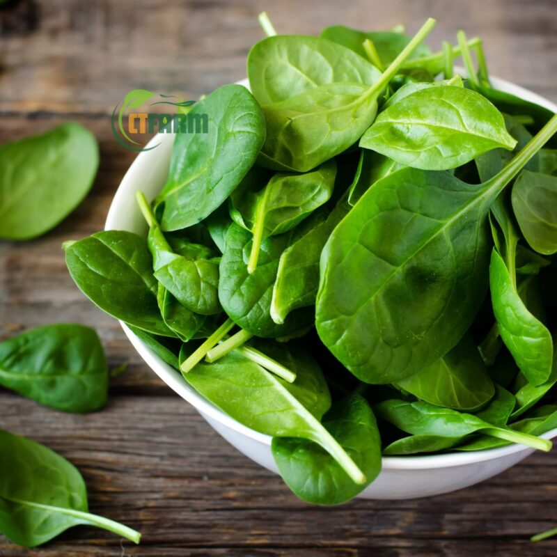 Cải Bó Xôi Hữu Cơ - Ảnh 3