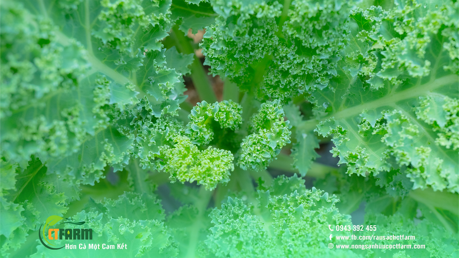 cải kale hữu cơ đả lạt 05