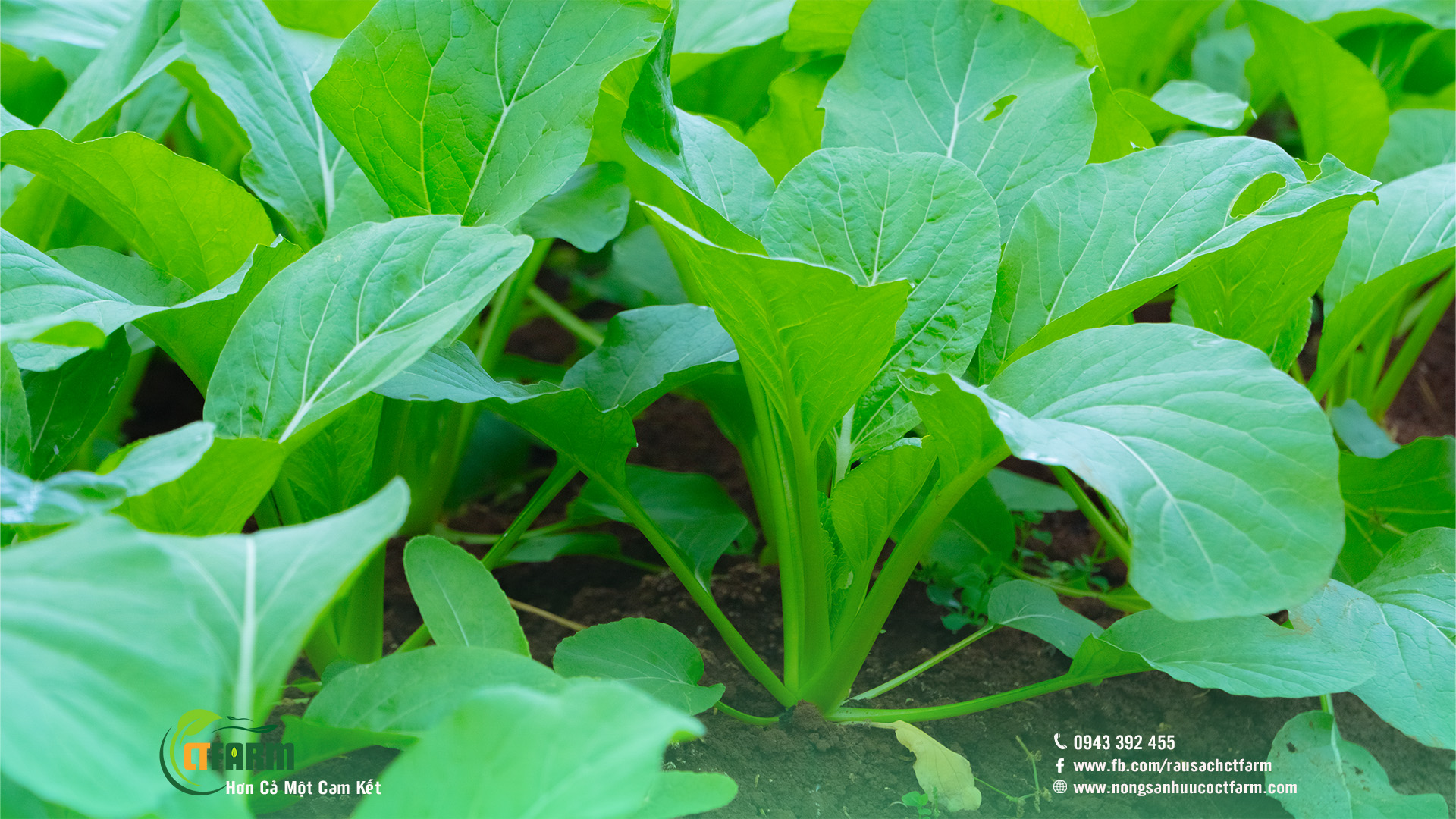 cải ngọt hữu cơ ctfarm 03