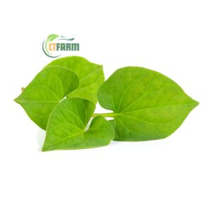 rau diếp cá chuẩn hữu cơ
