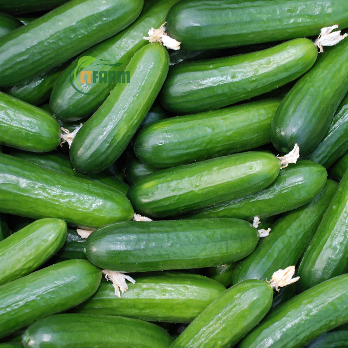 Dưa Leo Baby Hữu Cơ - Ảnh 2