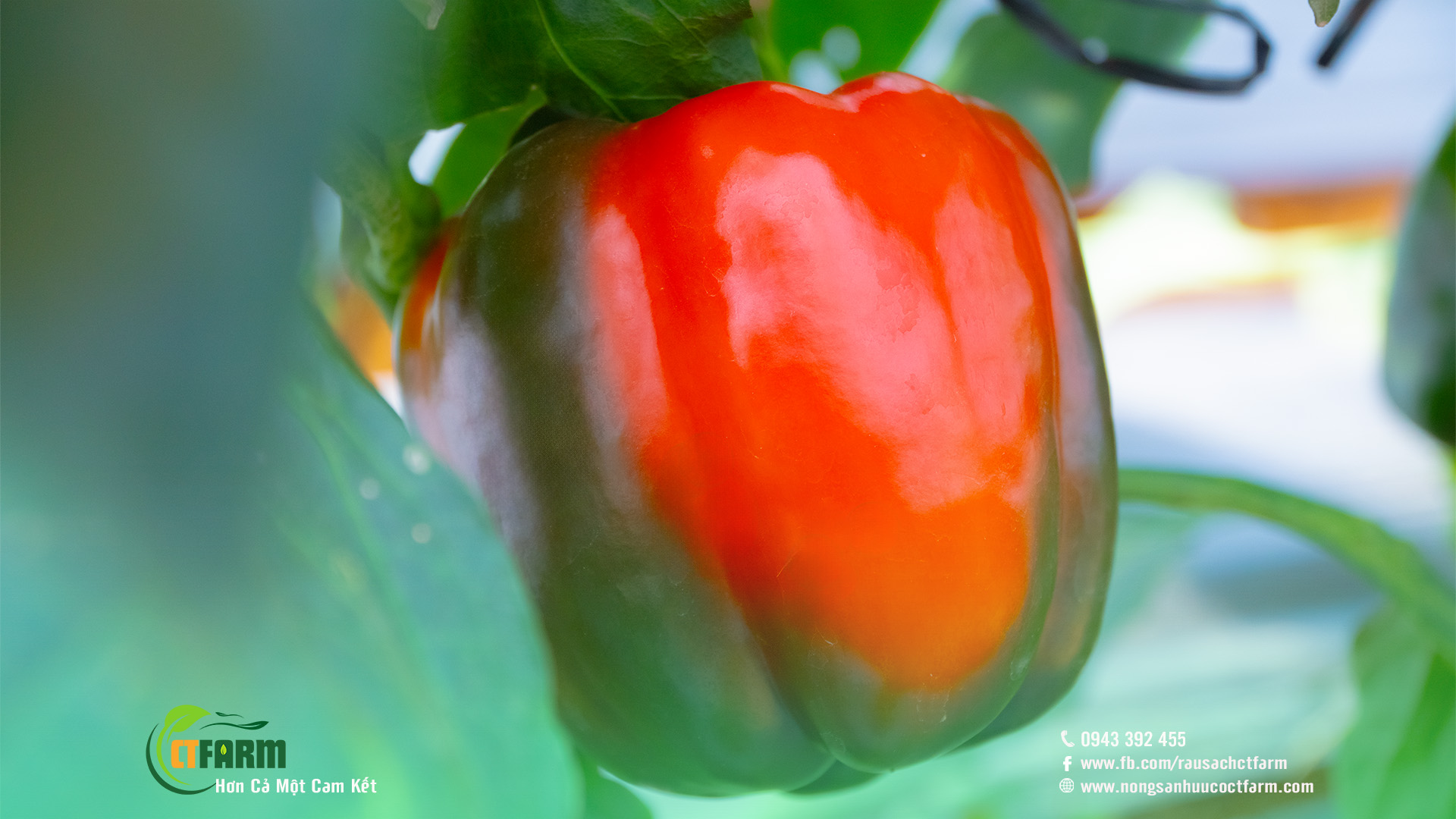 ớt chuông hữu cơ ctfarm