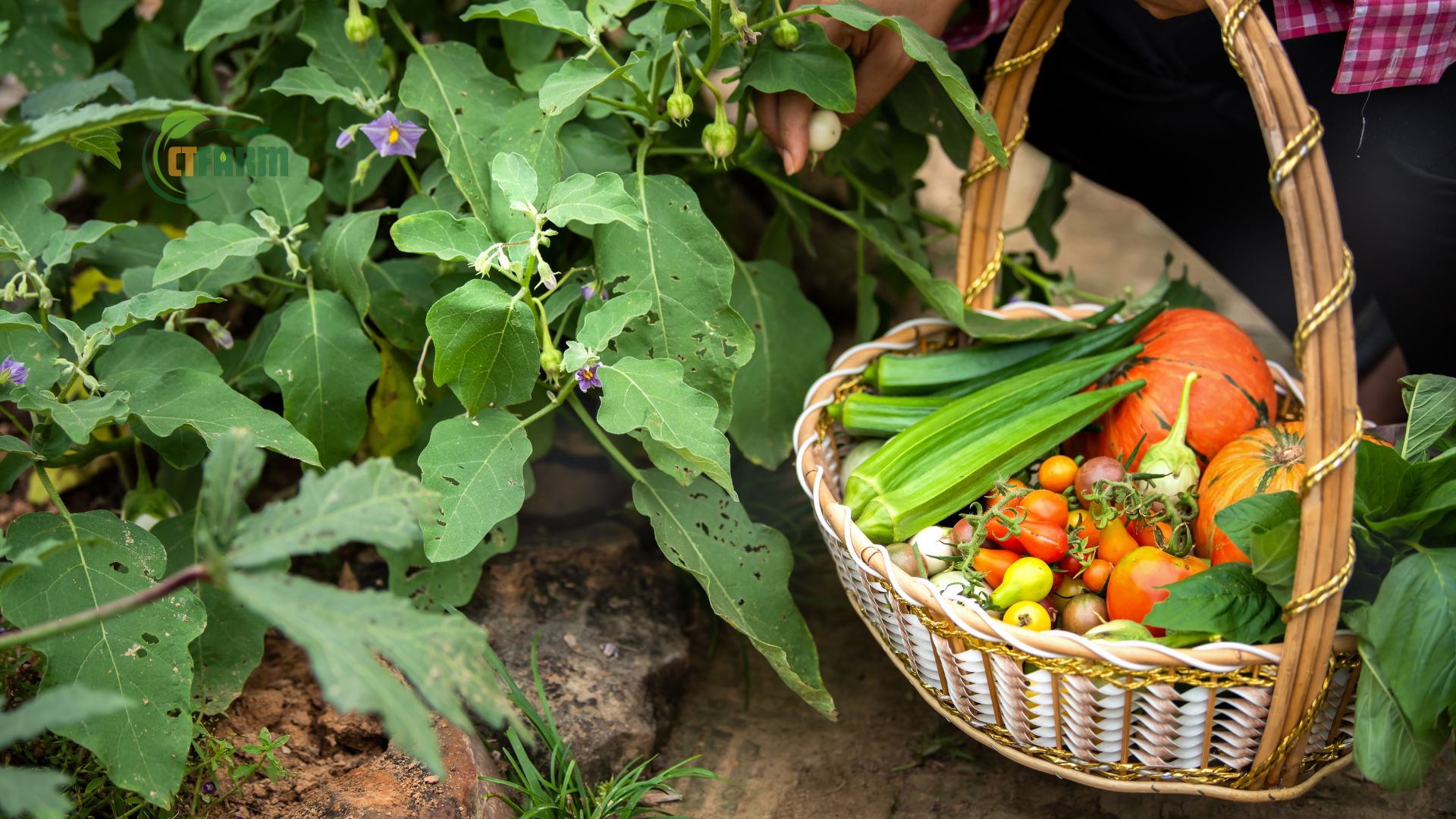 nông sản chuẩn hữu cơ ctfarm