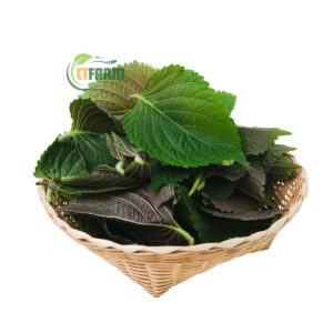 TÍA TÔ CHUẨN HỮU CƠ