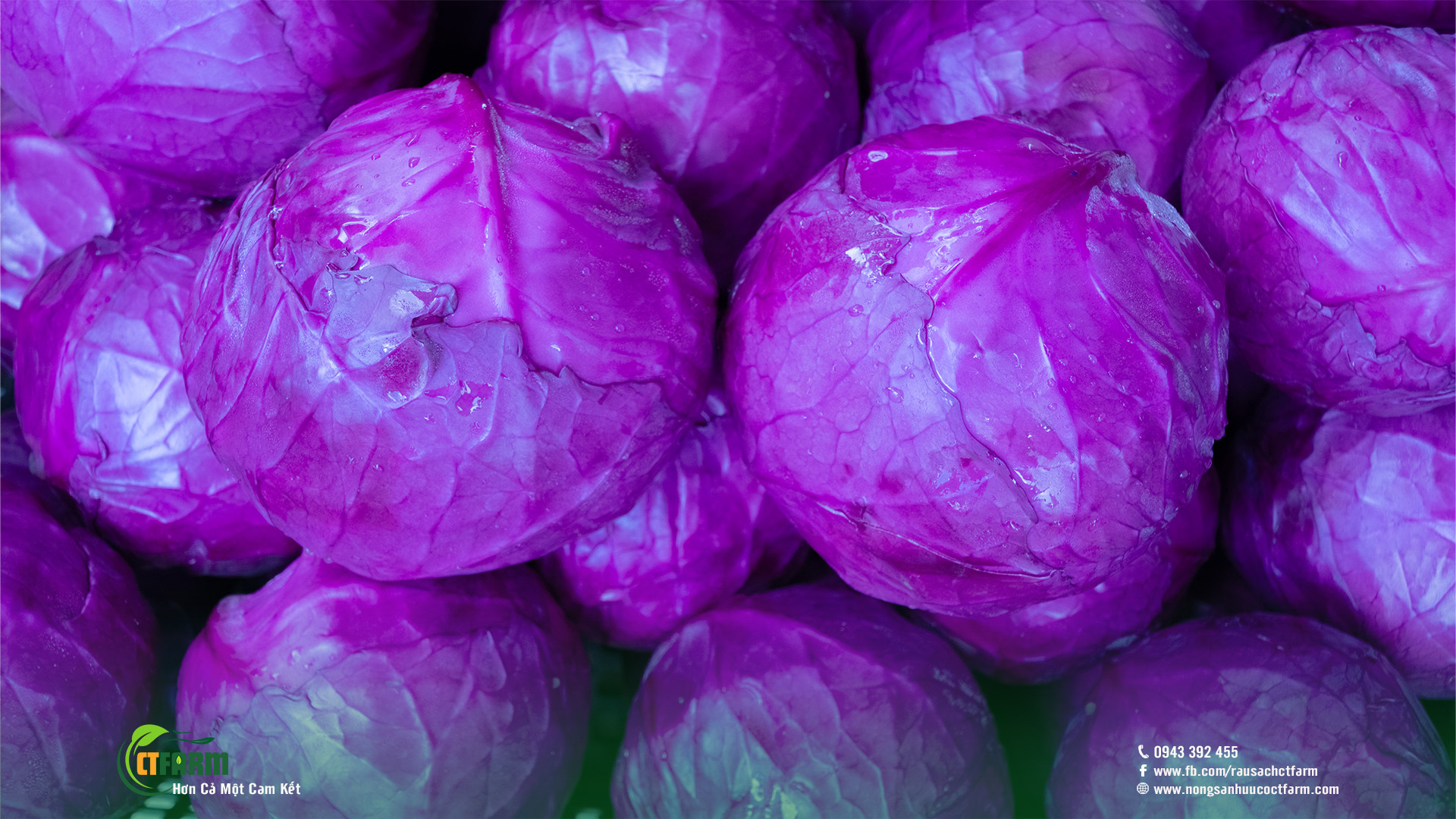 bắp cải tím hữu cơ Đà Lạt tại CTFarm 03