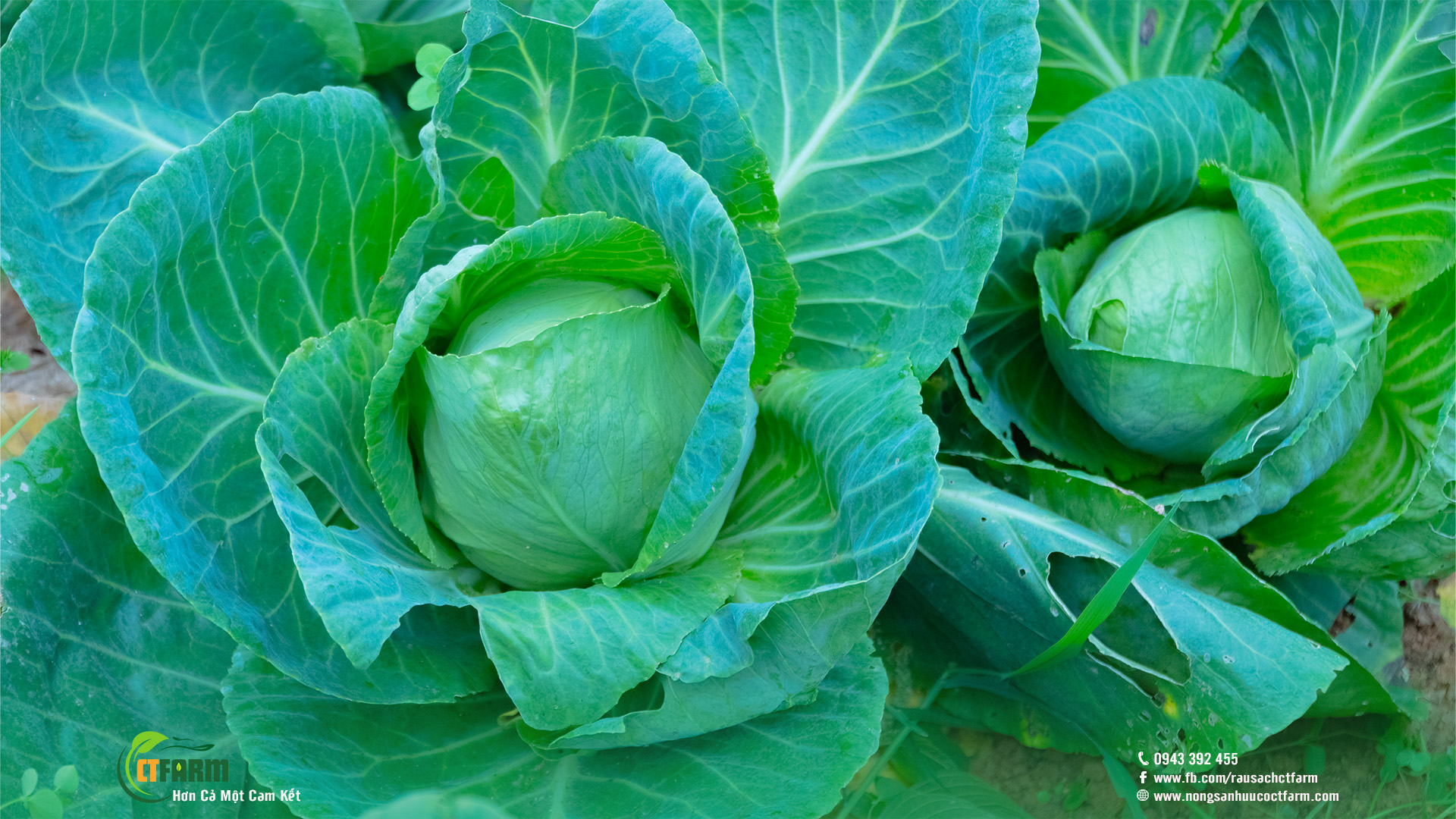 bắp cải trái tim hữu cơ tại nông trại CTFarm 02