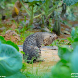 bắp cải trái tim hữu cơ (sú tim hữu cơ) tại nông trại CTFarm 03
