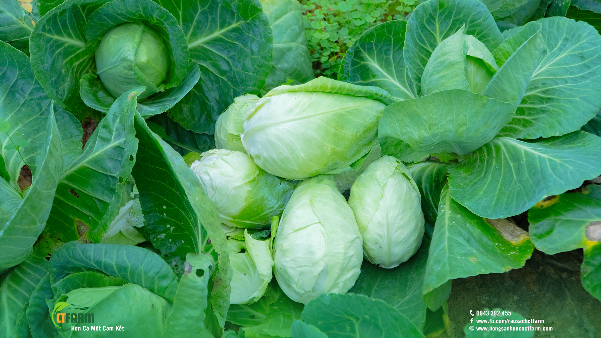 bắp cải trái tim hữu cơ tại nông trại CTFarm 01