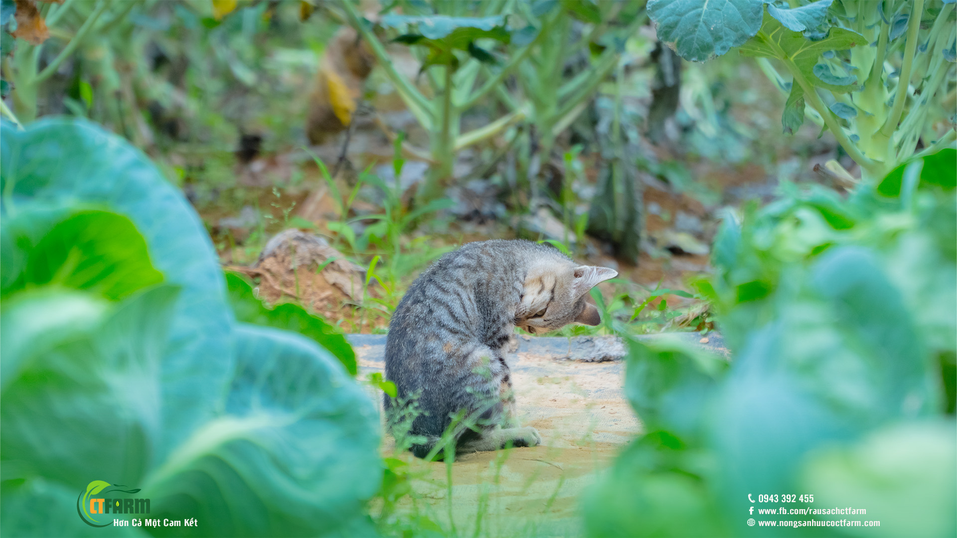 bắp cải trái tim hữu cơ tại nông trại CTFarm 03
