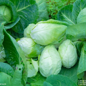 bắp cải trái tim hữu cơ (sú tim hữu cơ) tại nông trại CTFarm 03