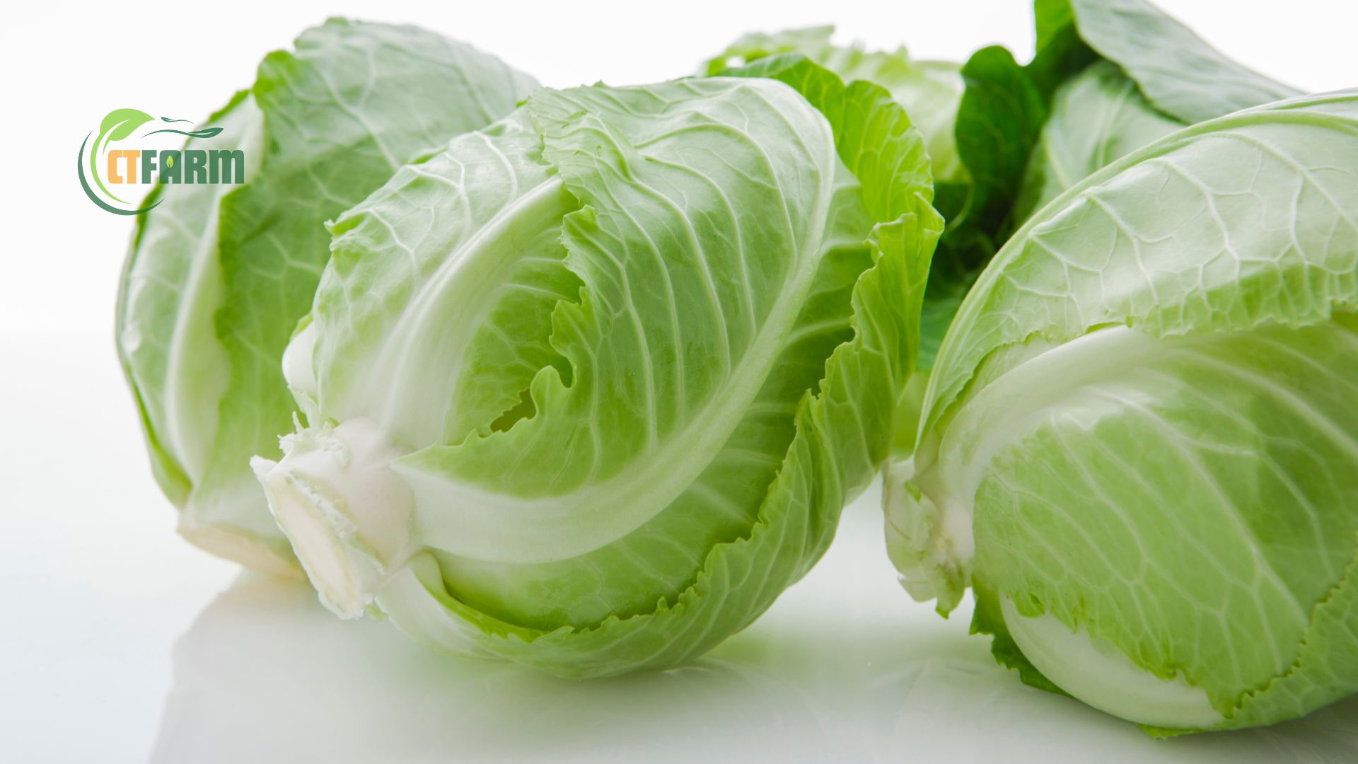 bắp cải trái tim hữu cơ tại nông trại CTFarm 04