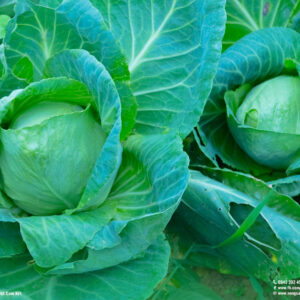 bắp cải trái tim hữu cơ (sú tim hữu cơ) tại nông trại CTFarm 02
