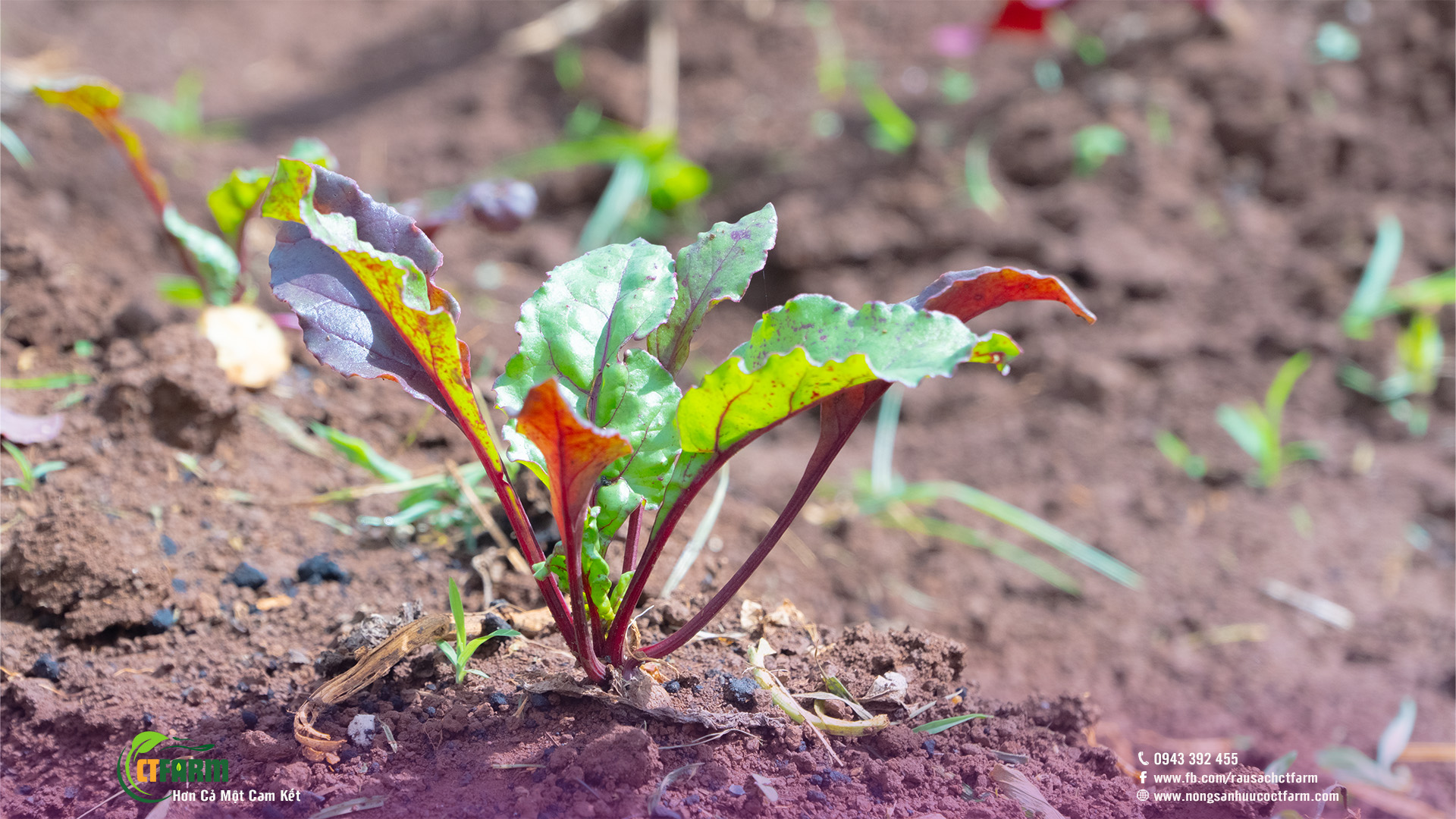 Củ dền hữu cơ tại CTFARM 02