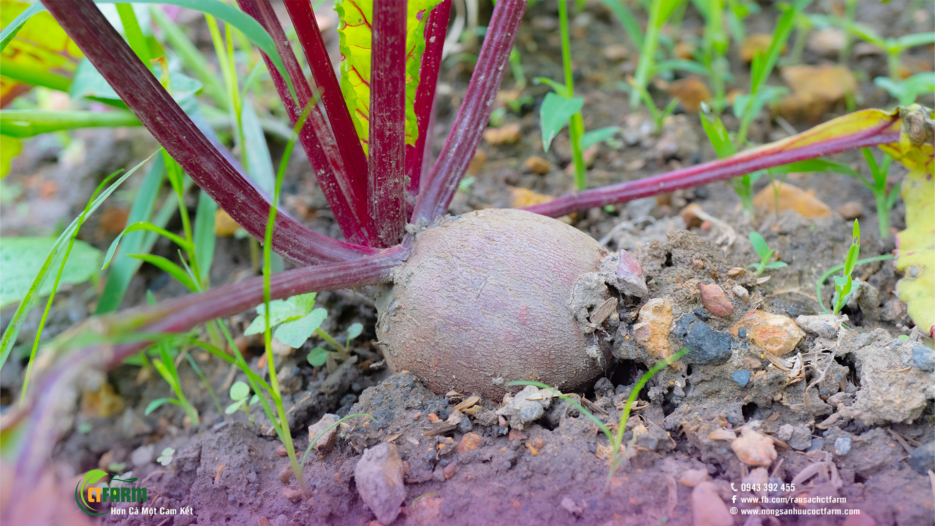 Củ dền hữu cơ tại CTFARM 06