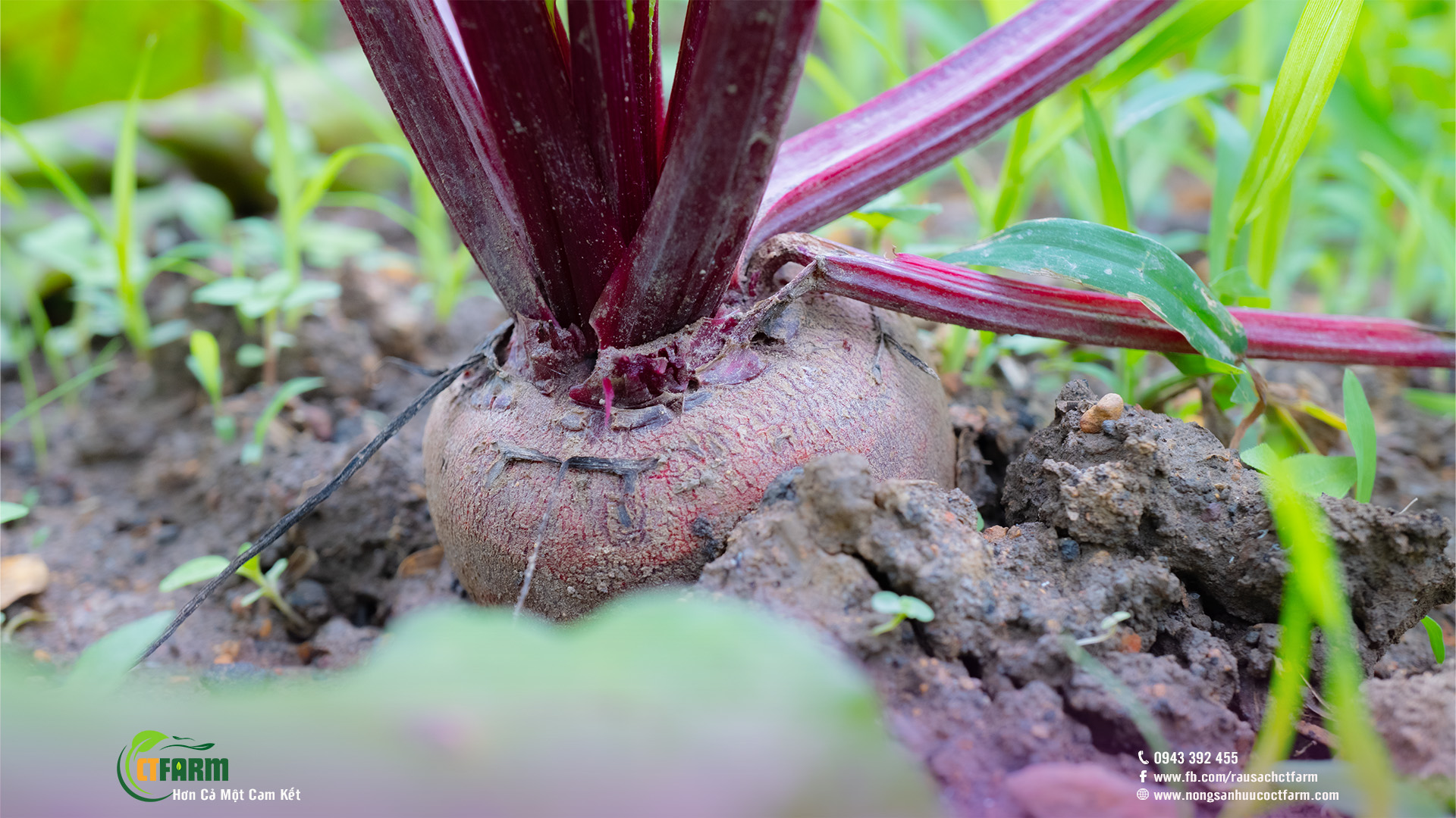 Củ dền hữu cơ tại CTFARM 01