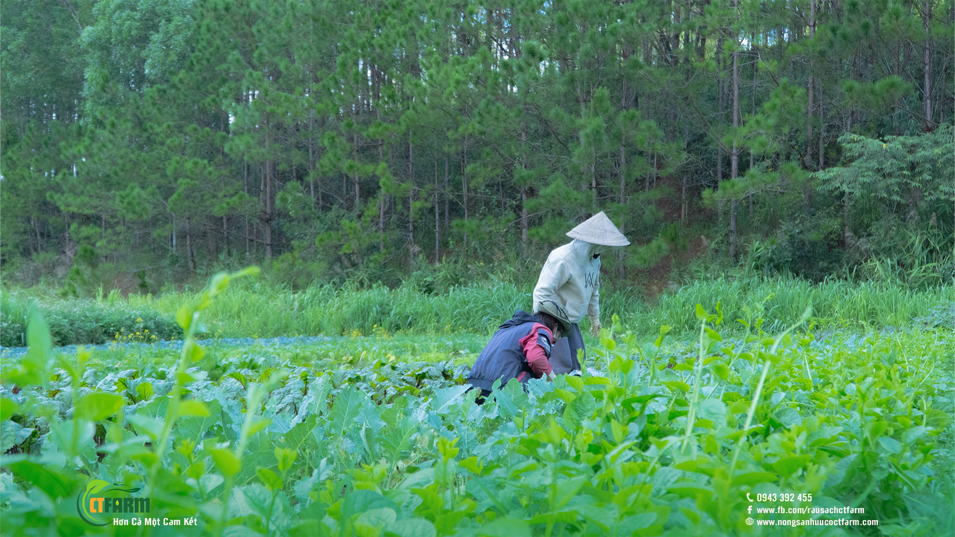 Củ dền hữu cơ tại CTFARM 05