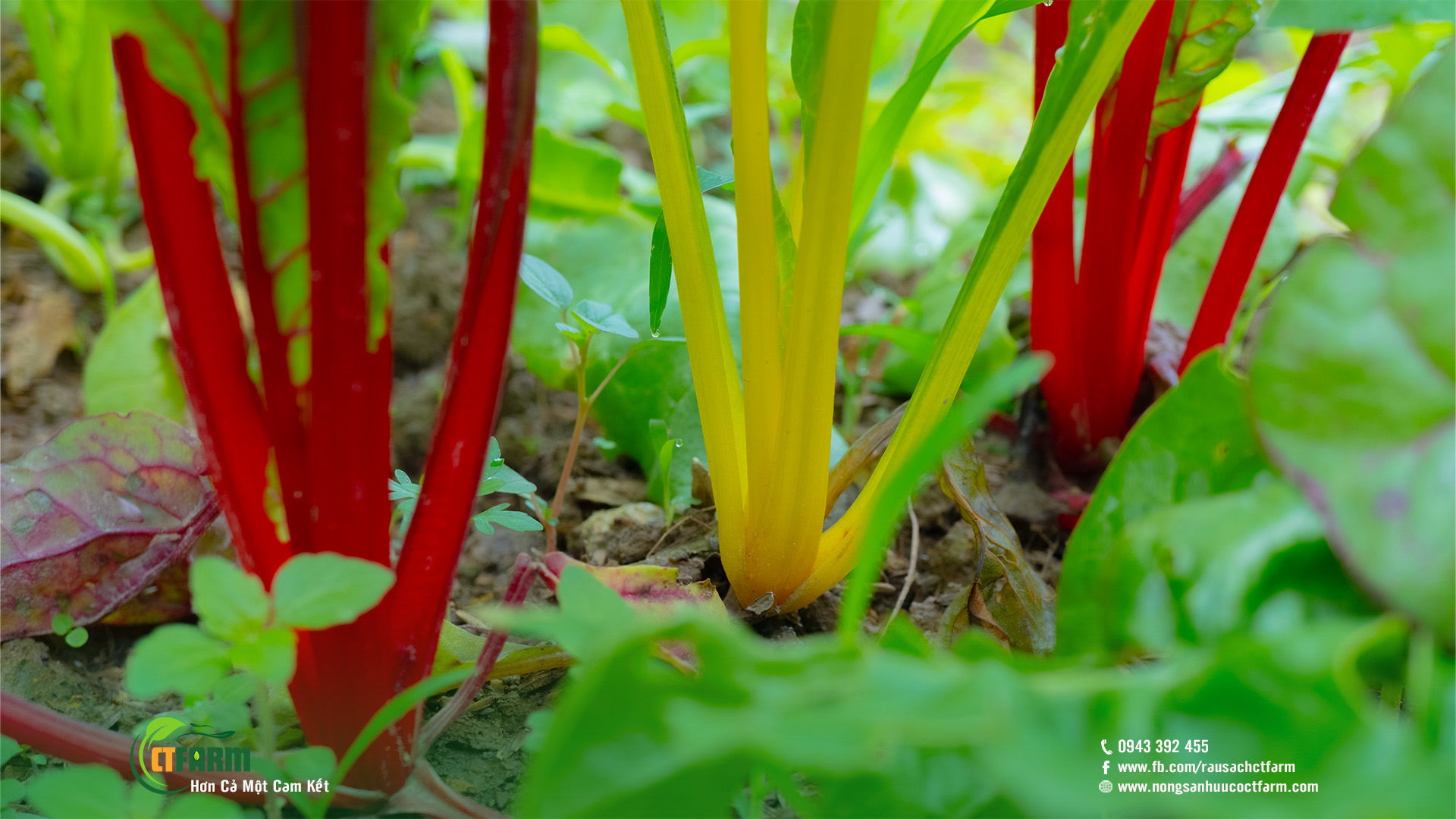 rau củ hữu cơ tại nông trại CTFarm 02