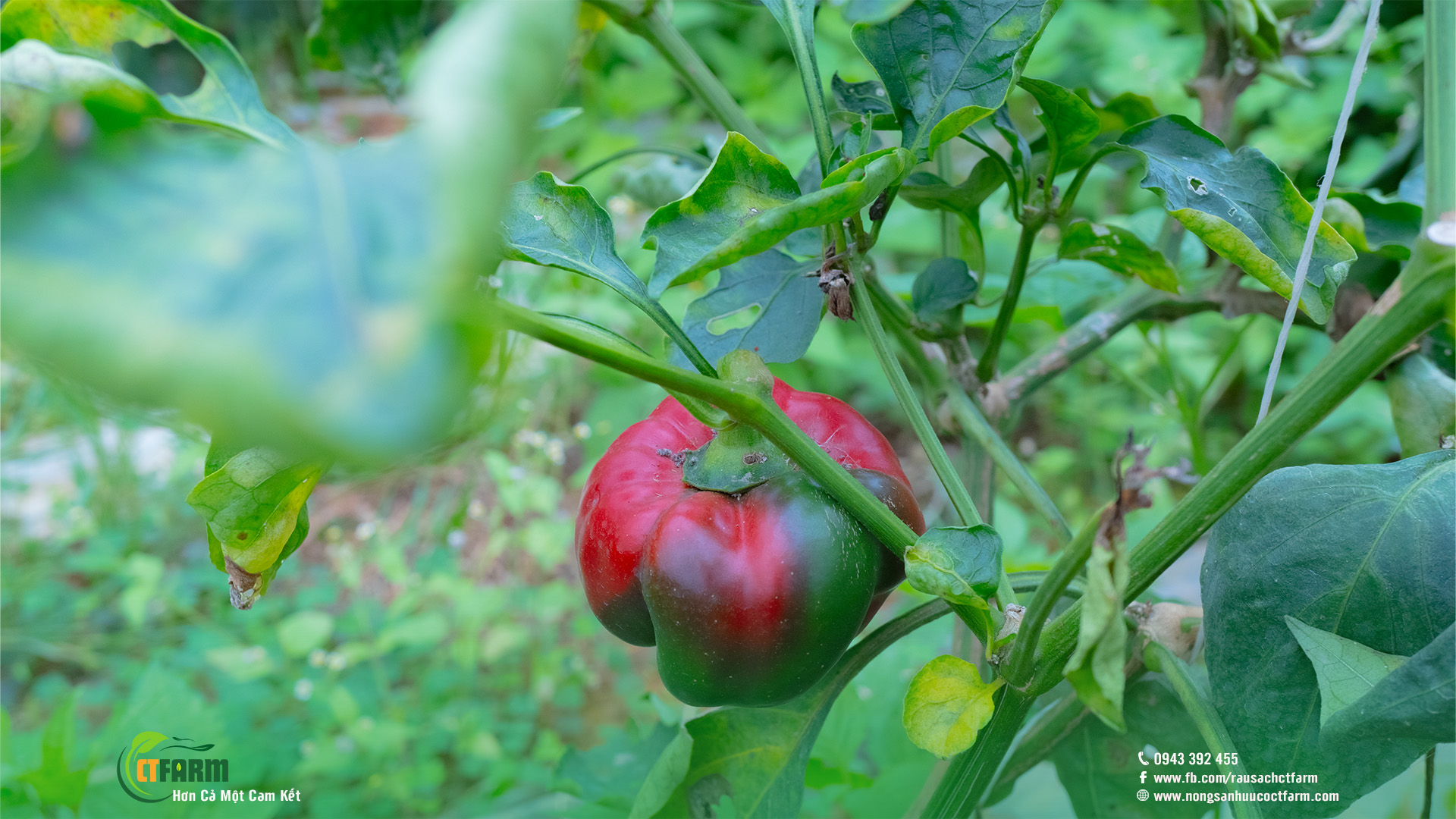 Ớt chuông hữu cơ tại nông trại CTFARM 02