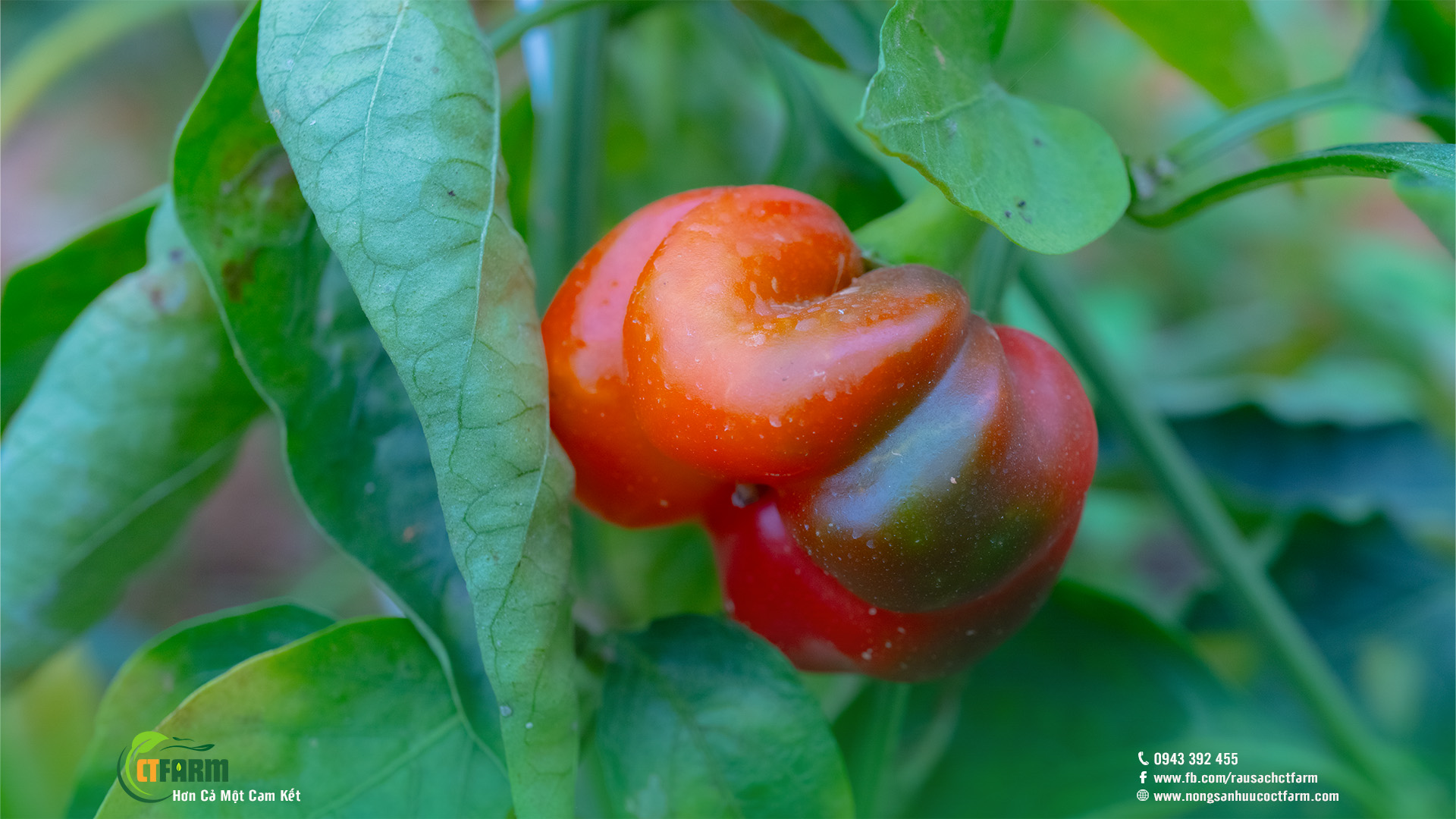 Ớt chuông hữu cơ tại nông trại CTFARM 05