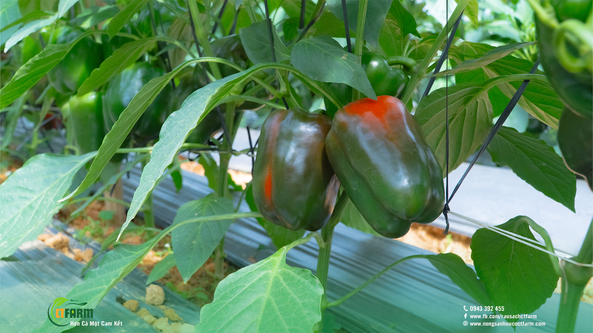 Ớt chuông hữu cơ tại nông trại CTFARM 06