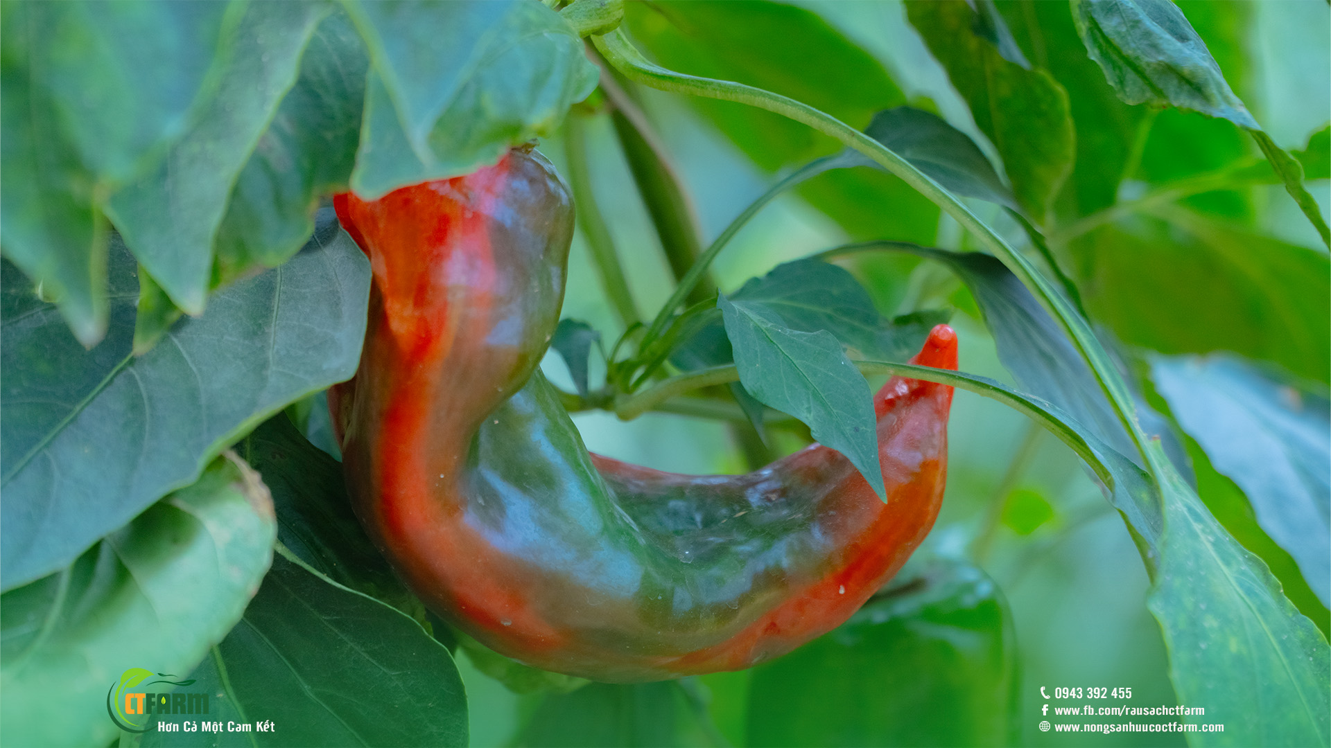 ớt palermo hữu cơ tại nông trại CTFARM 02