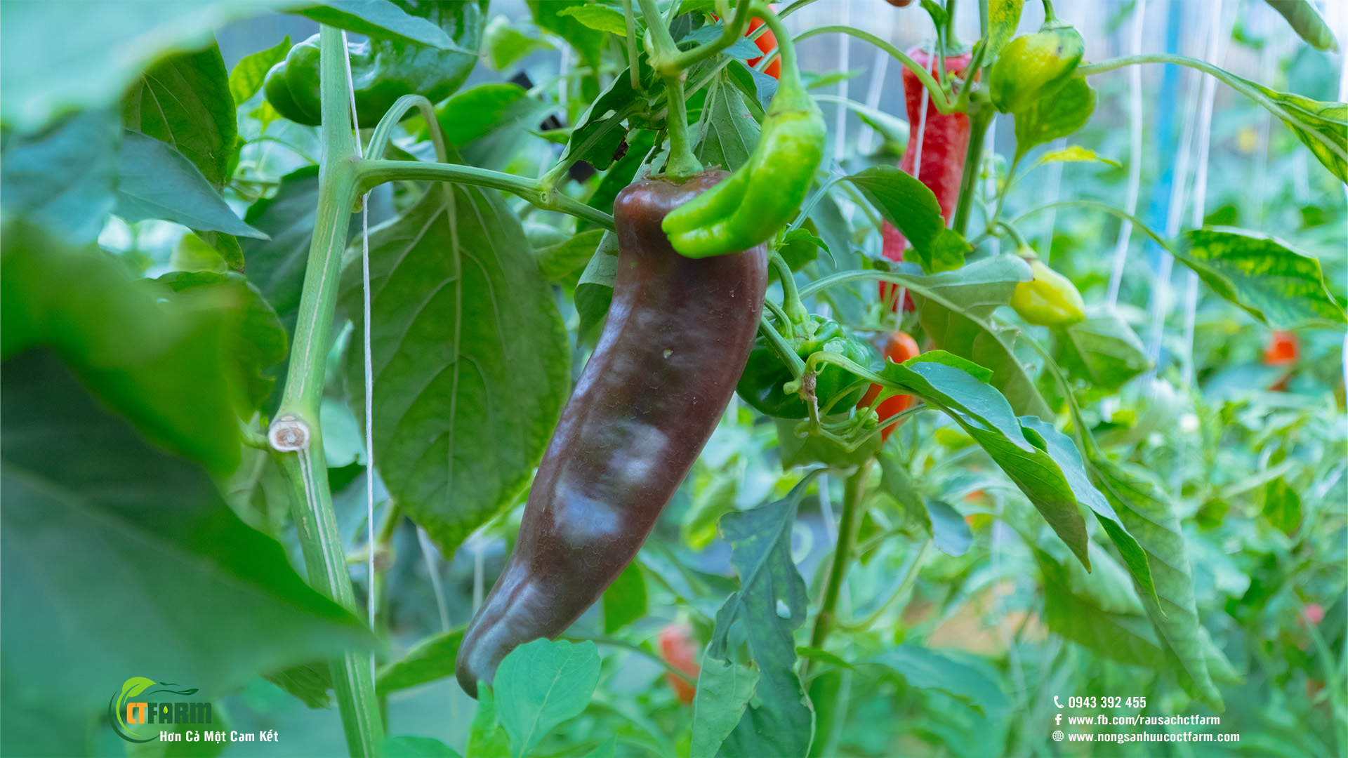 ớt palermo hữu cơ tại nông trại CTFARM 03