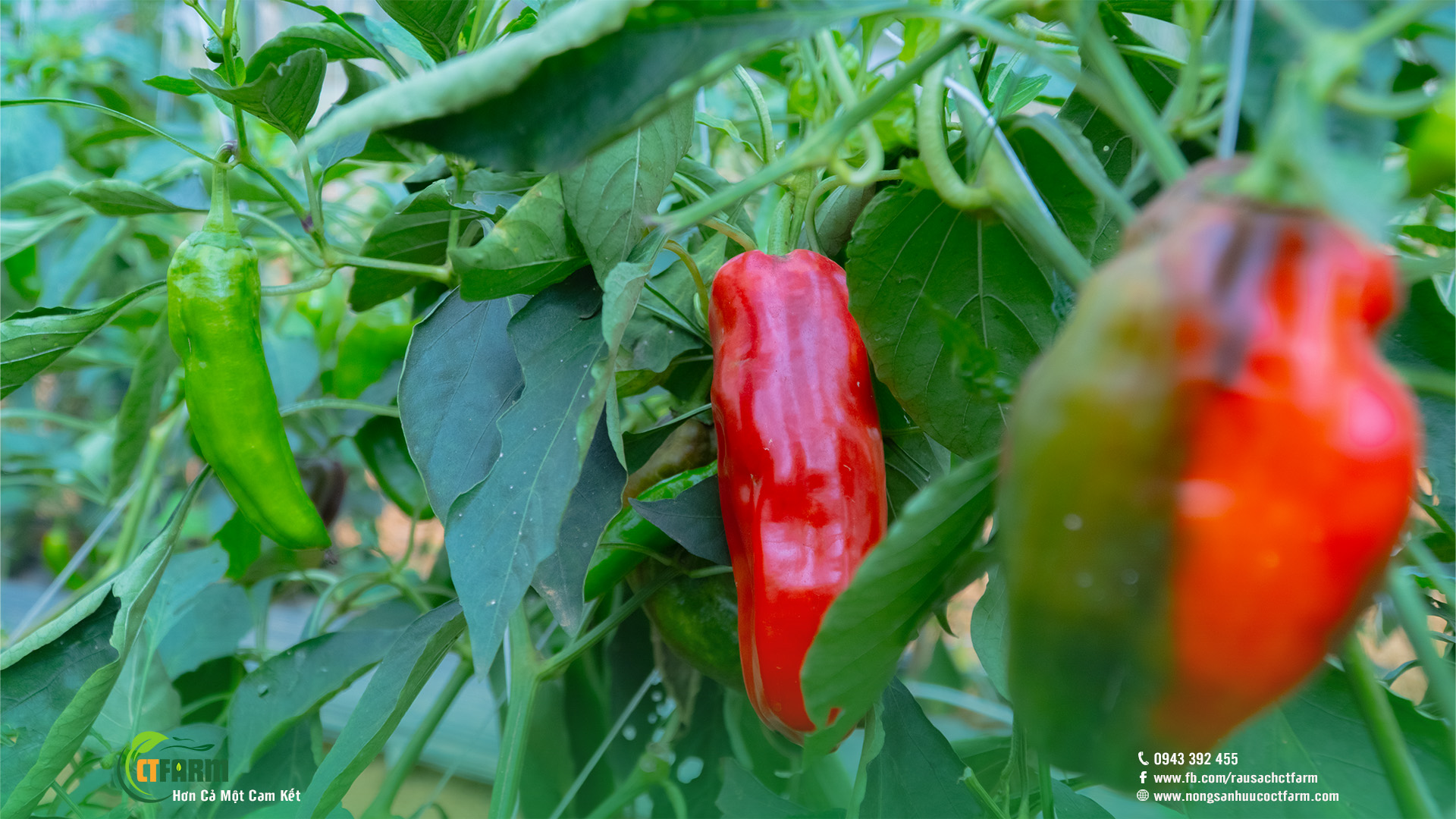 ớt palermo hữu cơ tại nông trại CTFARM