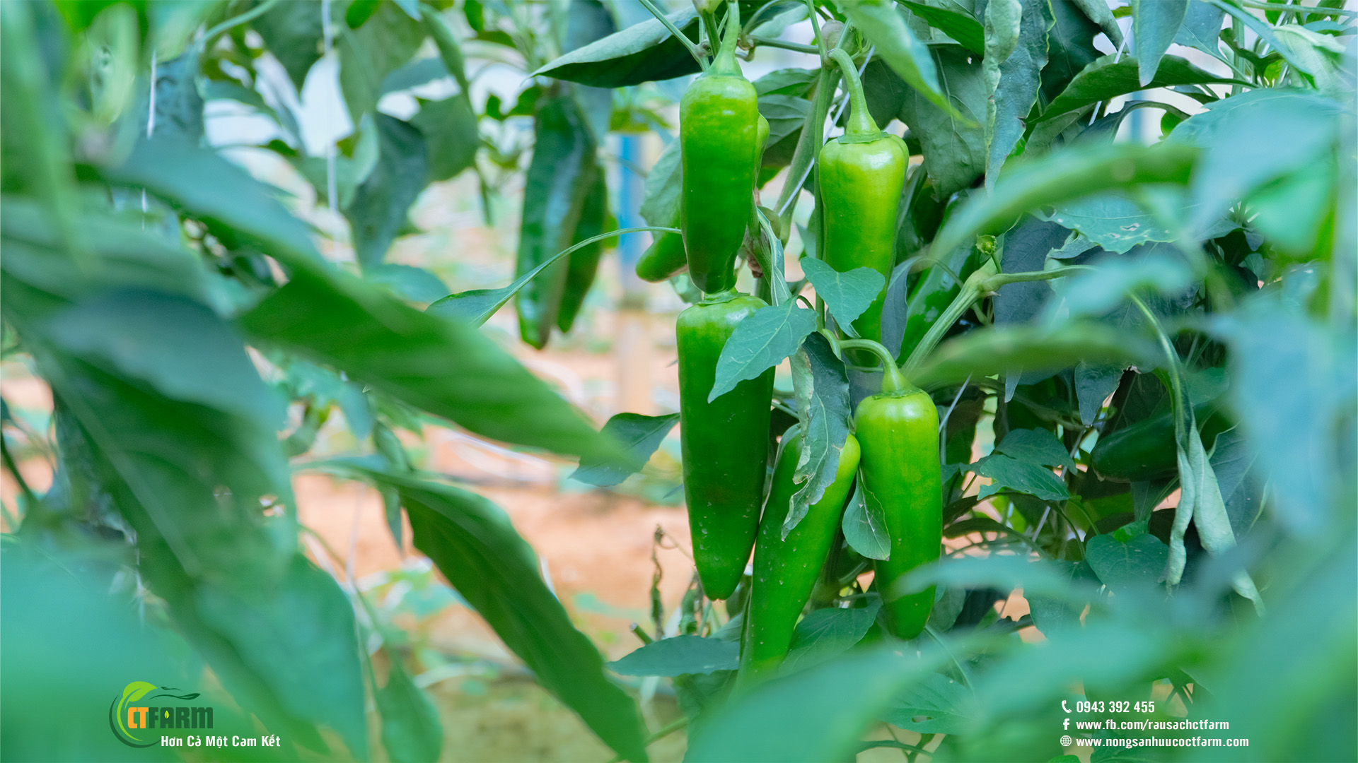 ớt palermo hữu cơ tại nông trại CTFARM 04