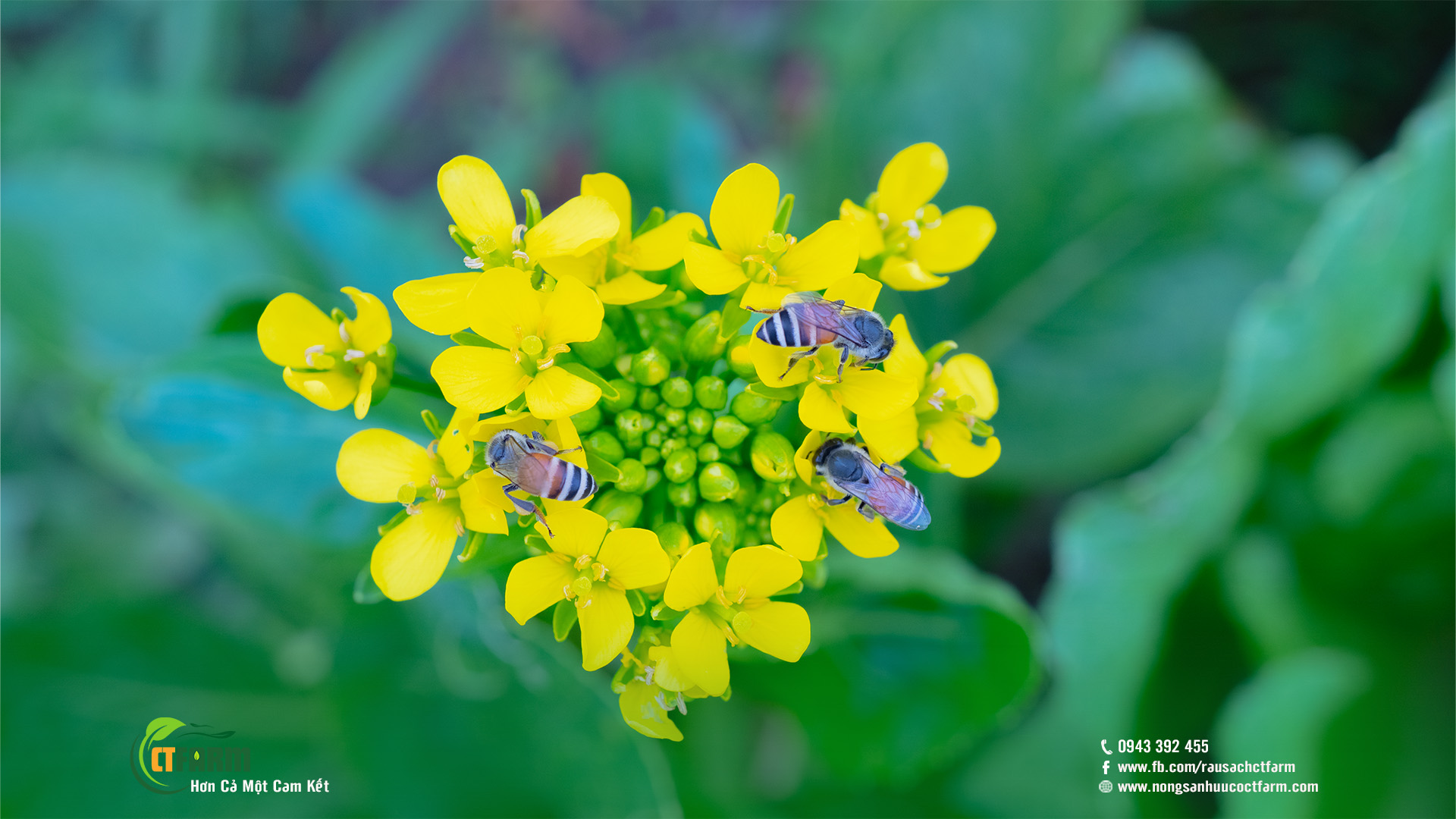 Những người bạn nhỏ nơi farm rau củ hữu cơ 02