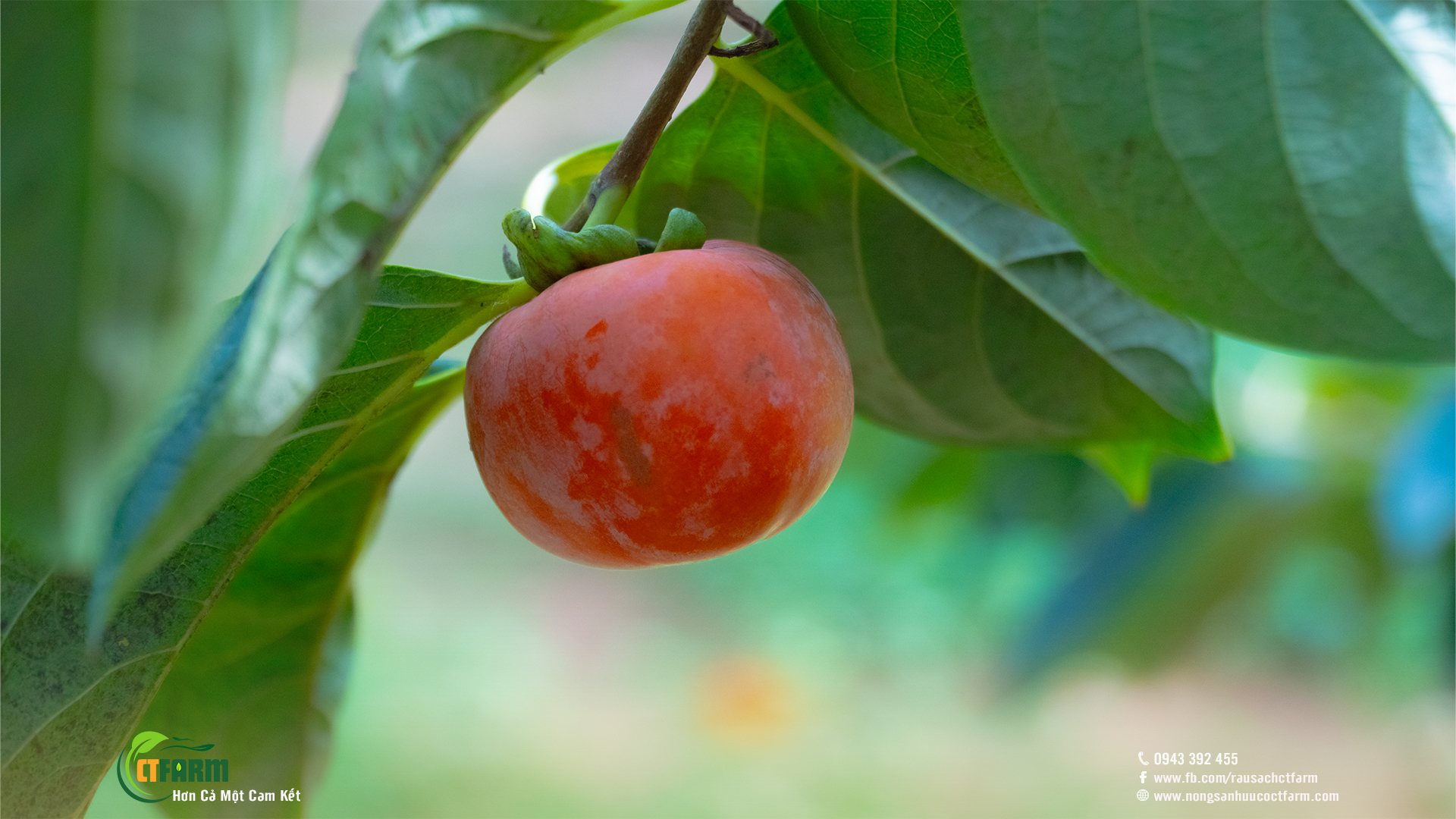 Hồng sấy dẻo đà lạt không hóa chất tại CTFarm 01