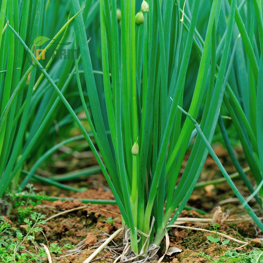 Hành Lá Hữu Cơ - Ảnh 2