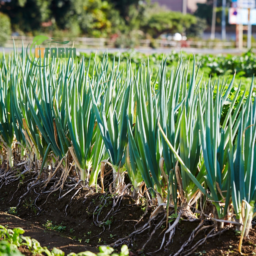 Hành Lá Hữu Cơ - Ảnh 3
