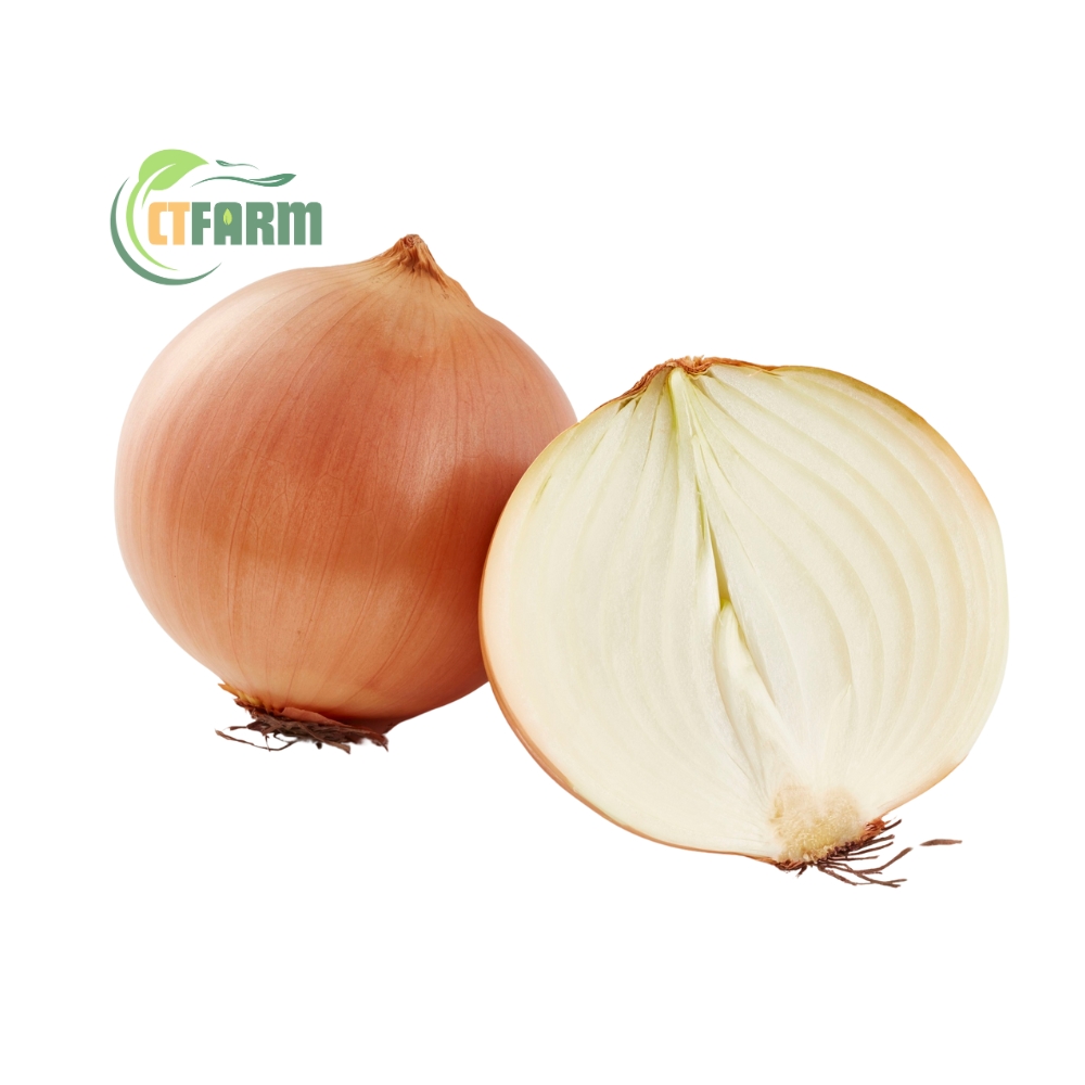 Hành tây hữu cơ tại CTFarm