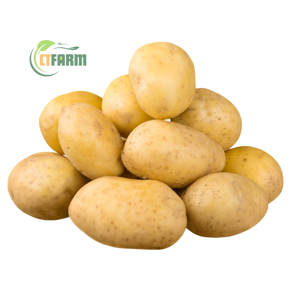 khoai tây hữu cơ tại CTFarm