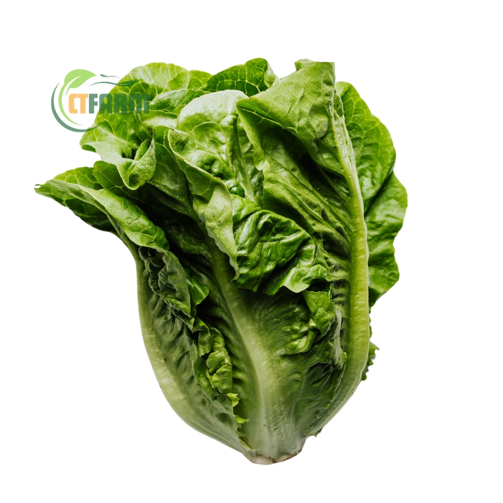 Xà lách sanchu hữu cơ tại CTFarm