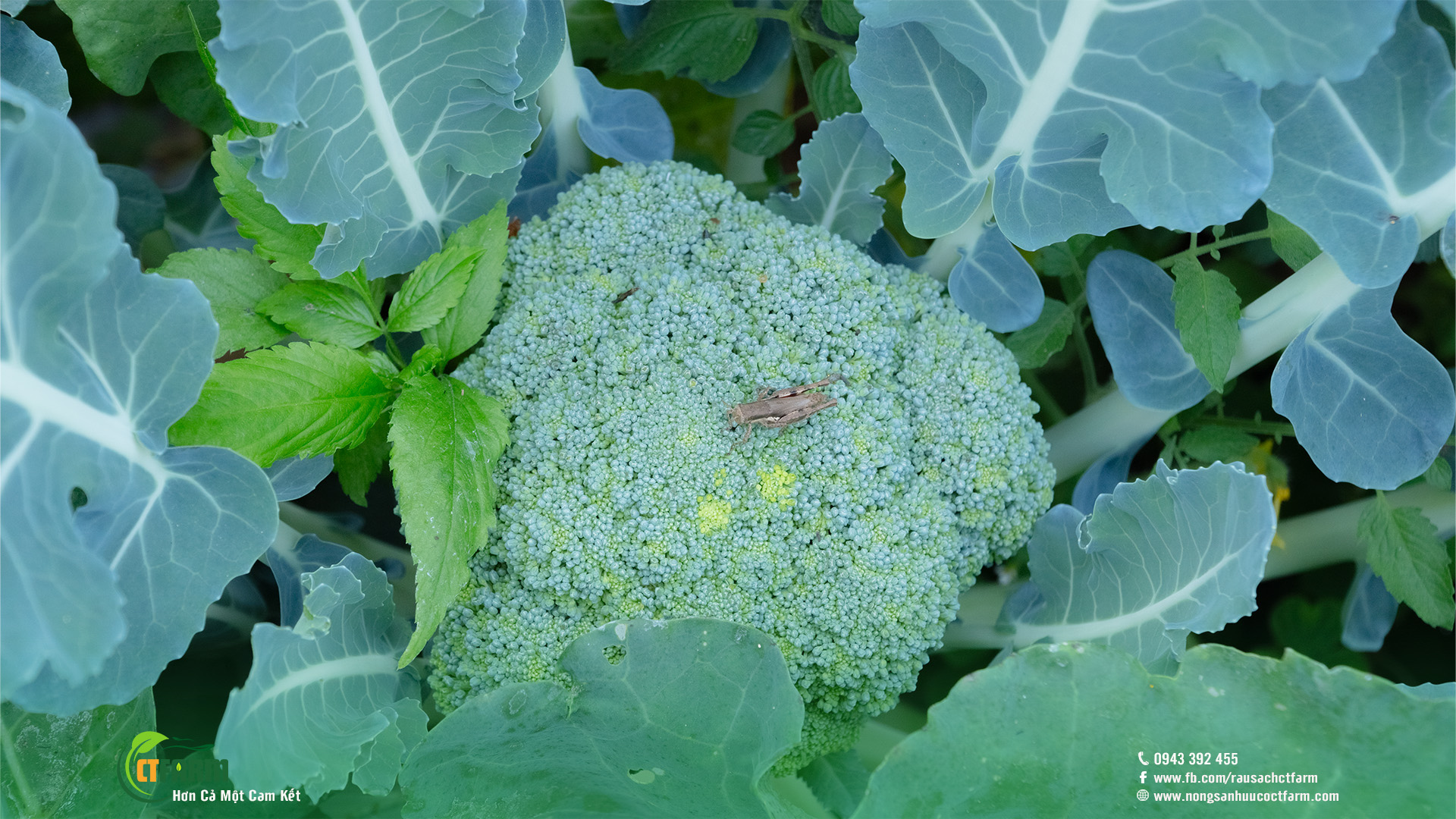 súp lơ xanh hữu cơ đà lạt