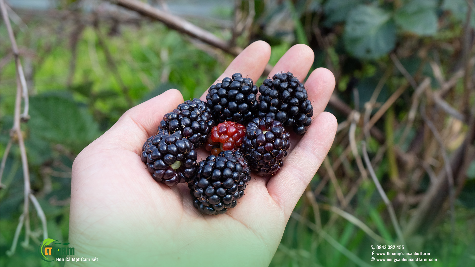 mâm xôi đen hữu cơ đà lạt