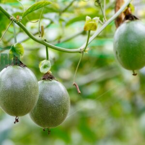 Chanh dây hữu cơ CTFARM tại Đà Lạt