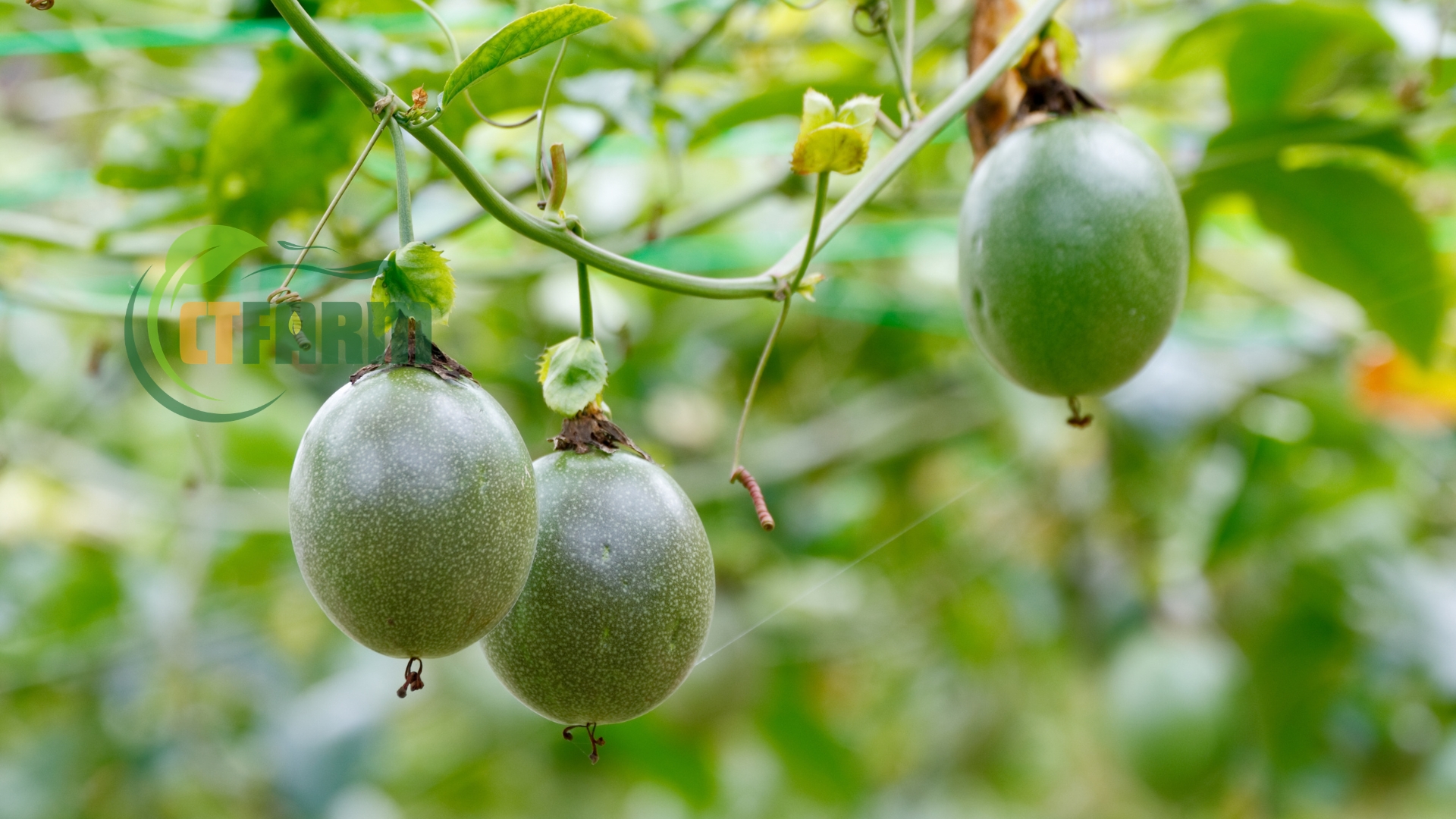 Chanh dây hữu cơ CTFARM tại Đà Lạt