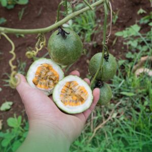 Chanh dây hữu cơ tại Đà Lạt