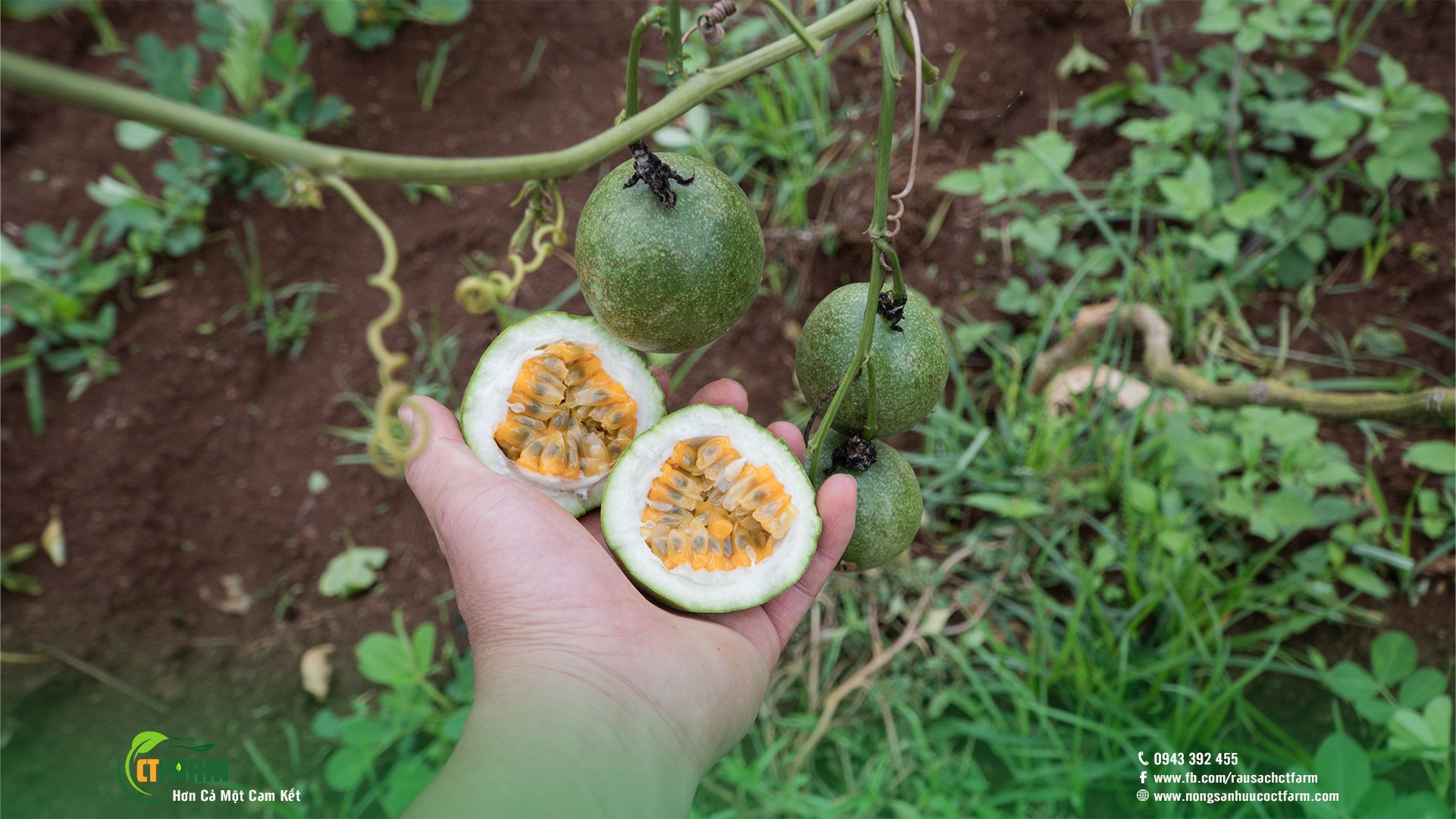 Chanh dây hữu cơ tại Đà Lạt
