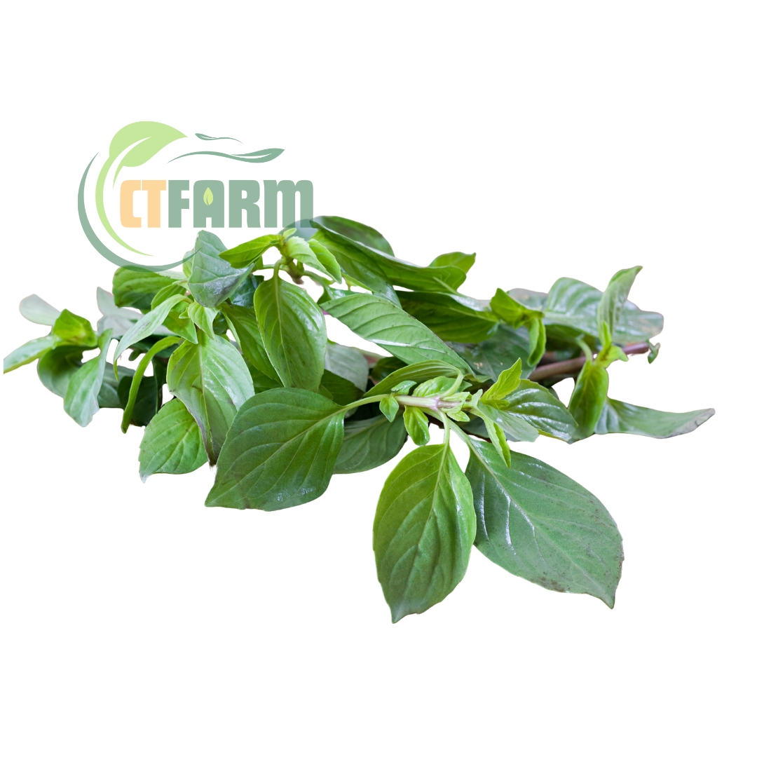 húng quế hữu cơ CTFARM
