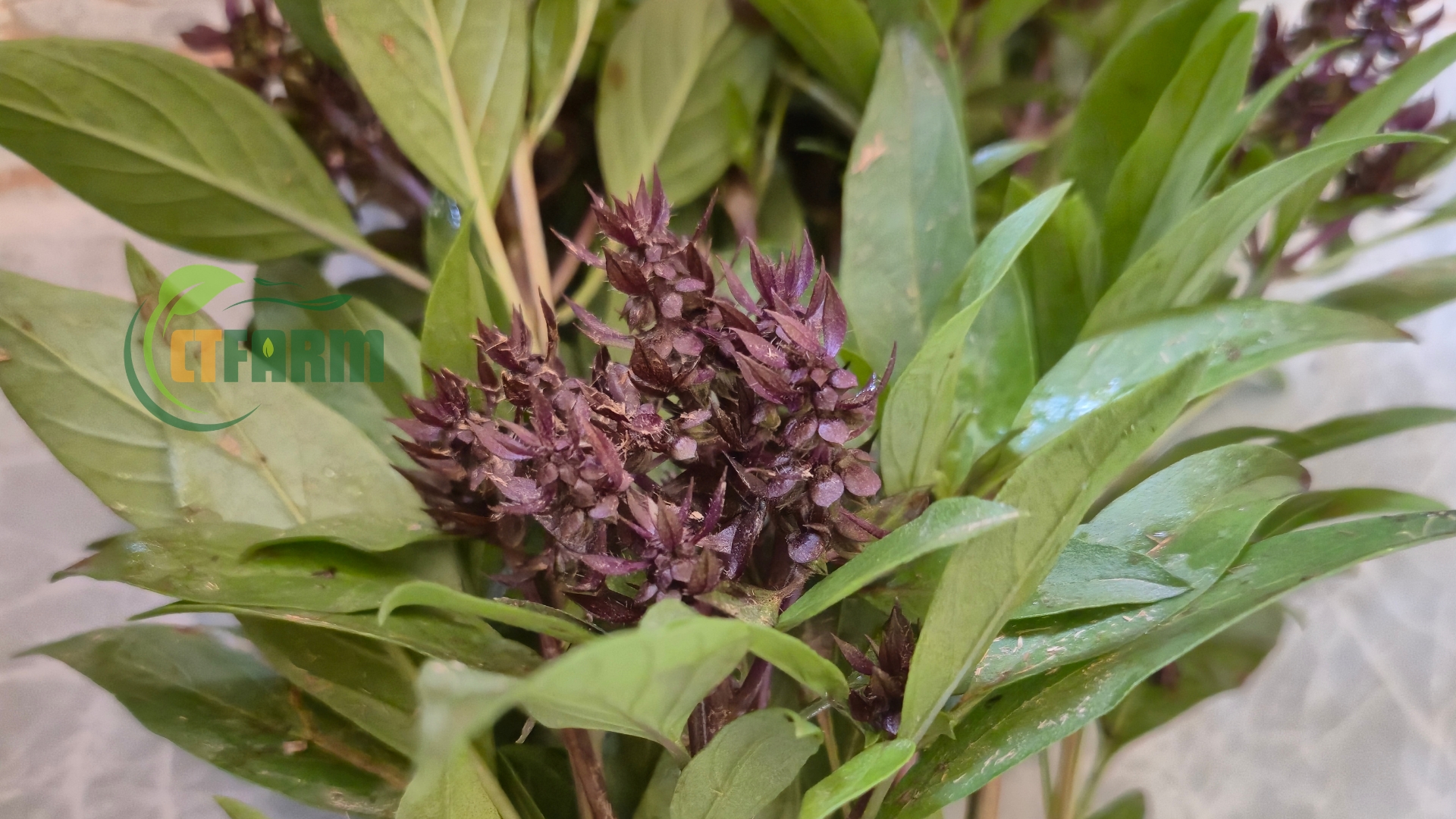 Húng Quế Hữu Cơ - Ảnh 3