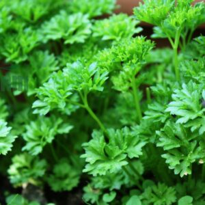Ngò tây hữu cơ CTFARM Đà Lạt