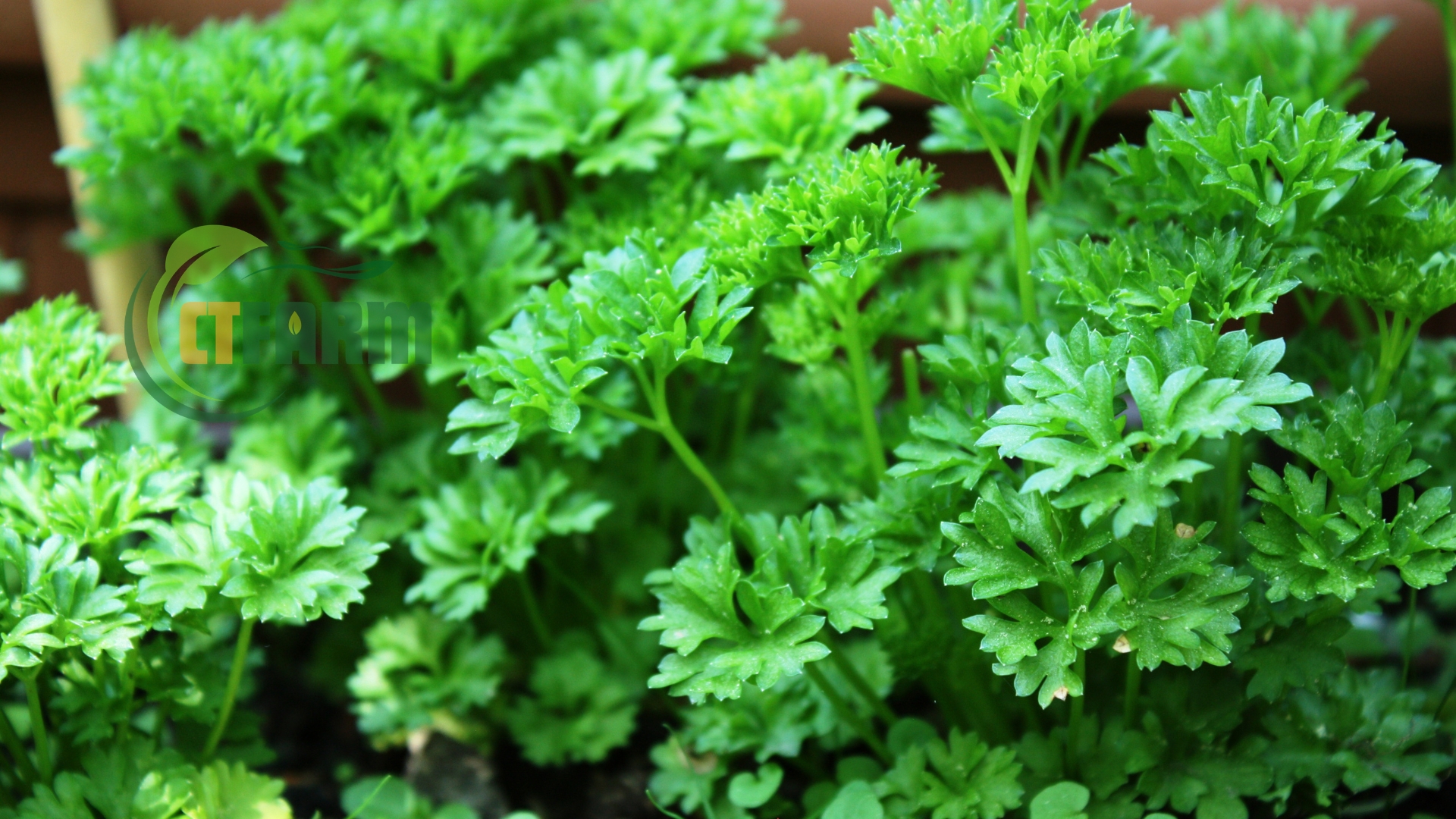 Ngò tây hữu cơ CTFARM Đà Lạt