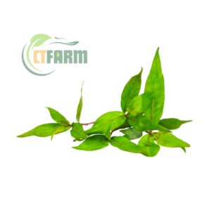 rau răm hữu cơ CTFARM