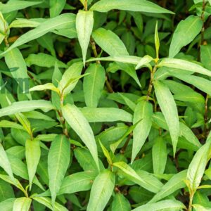 rau răm hữu cơ CTFARM