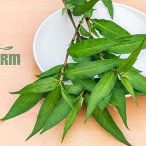 Rau răm hữu cơ