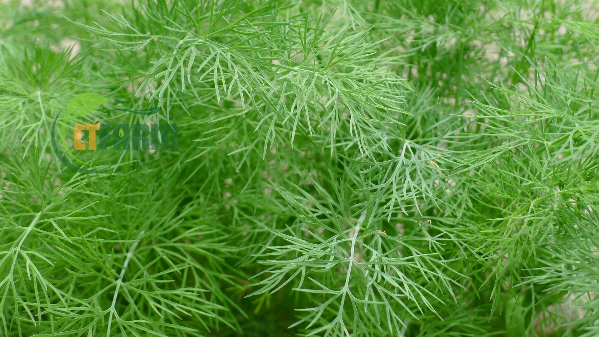 thì là hữu cơ CTFARM