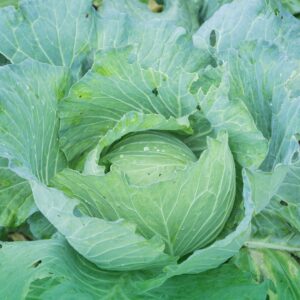 sú bắc hữu cơ